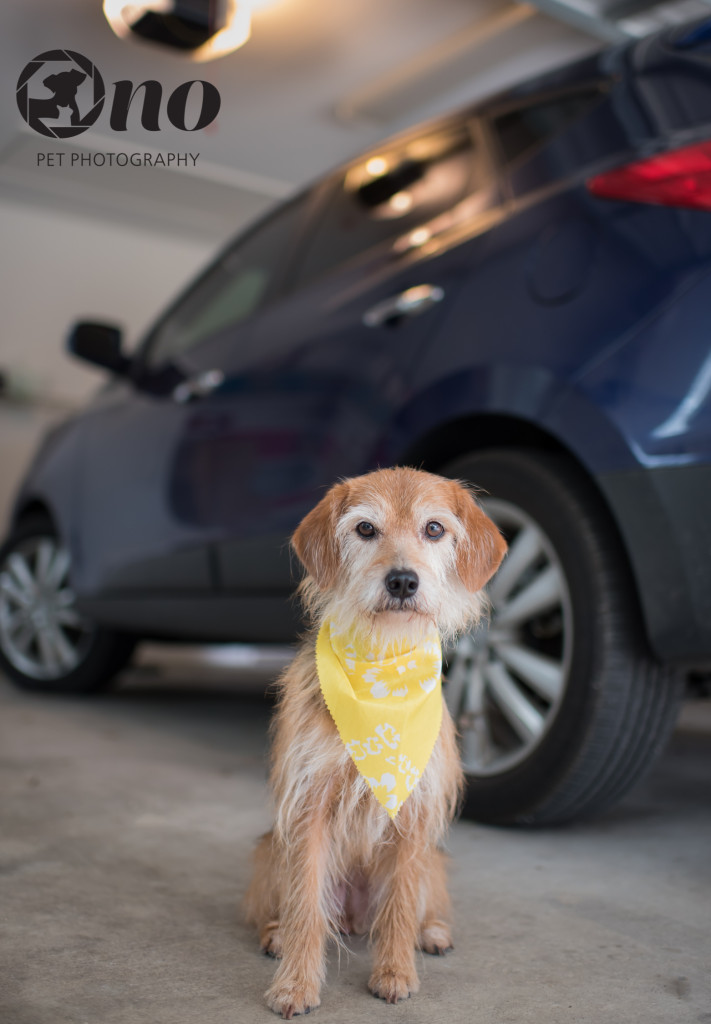 Chloe sporting a new scarf from her new grooming session